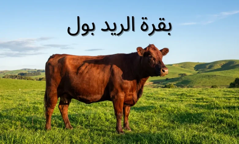 بقرة ريد بول حمراء اللون بدون قرون تقف في مرعى أخضر طبيعي تحت إضاءة صباحية ذهبية