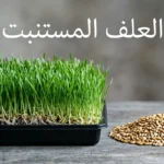 مقارنة بصرية بين كومة صغيرة من حبوب الشعير الجافة وبساط ضخم من العلف المستنبت الأخضر الناتج عنها.