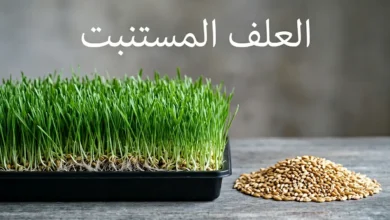 مقارنة بصرية بين كومة صغيرة من حبوب الشعير الجافة وبساط ضخم من العلف المستنبت الأخضر الناتج عنها.